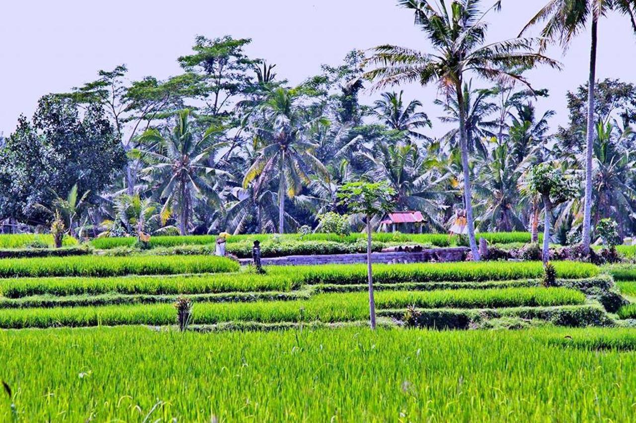 White Villa Ubud Ngoại thất bức ảnh