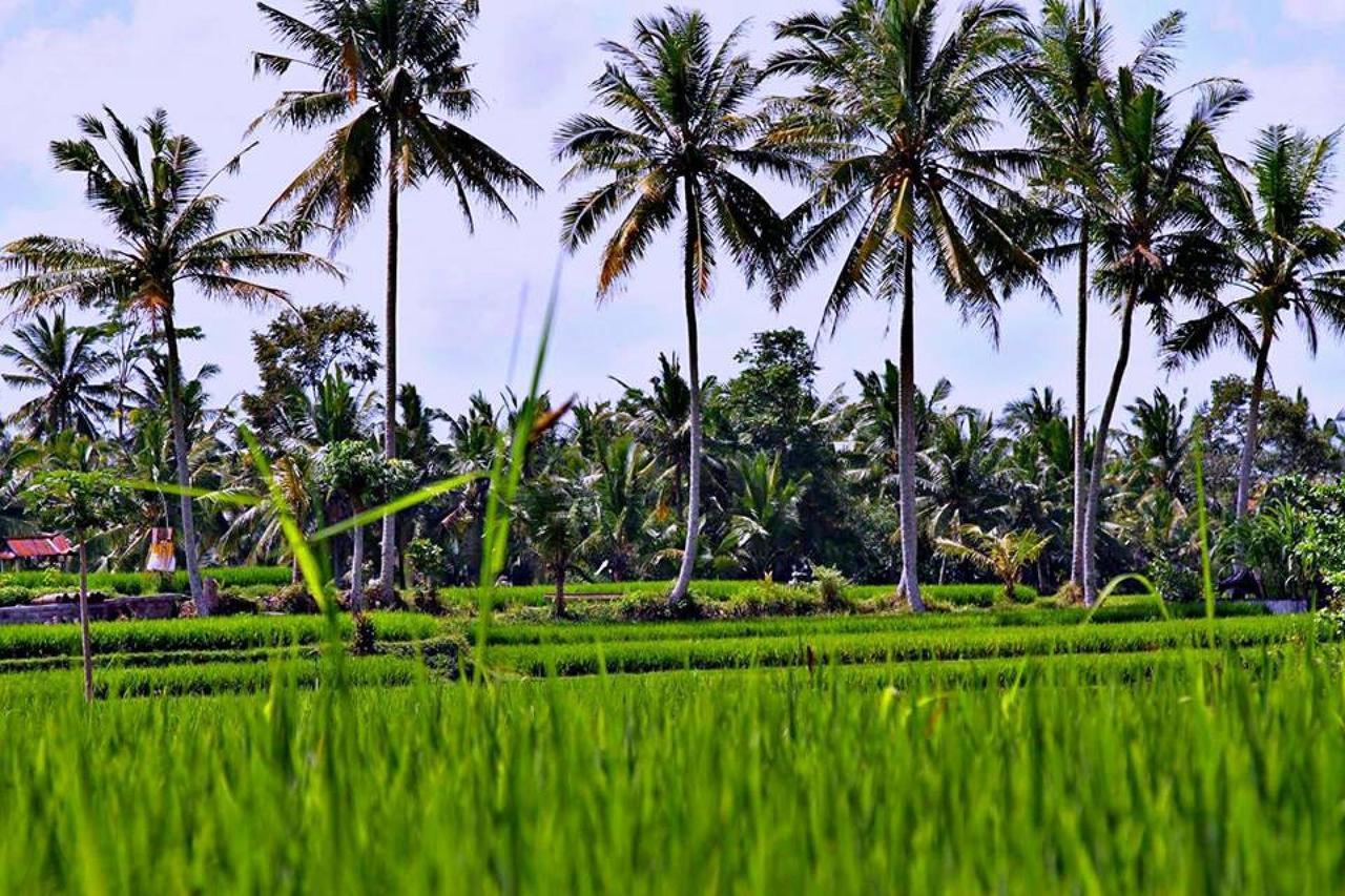 White Villa Ubud Ngoại thất bức ảnh